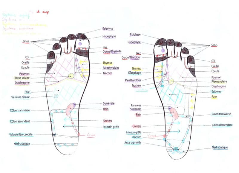 Reflexologie plantaire médecines naturelles